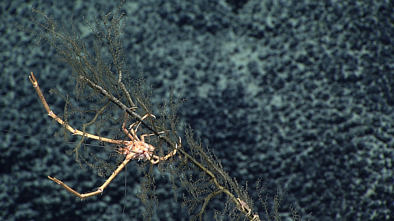 A whitish orange squat lobster on a dead coral branch covered by smallhydroids