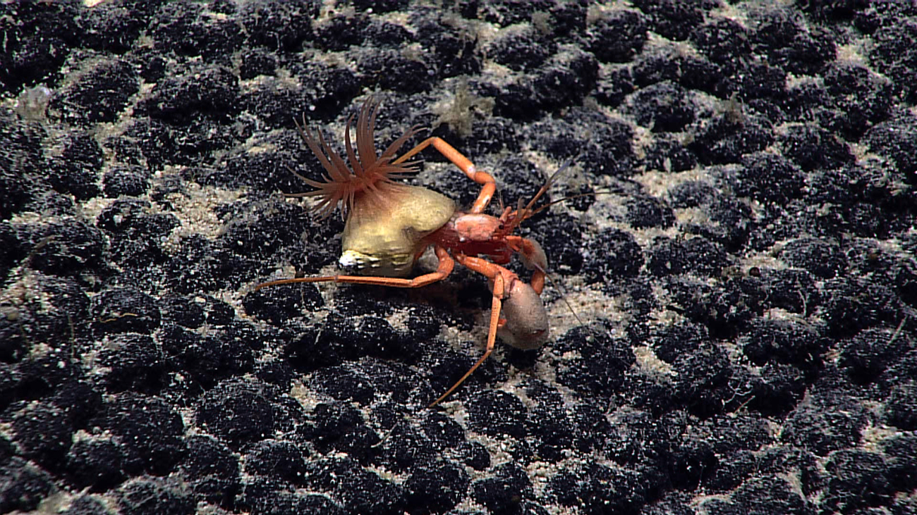 A hermit crab with its attached anemone