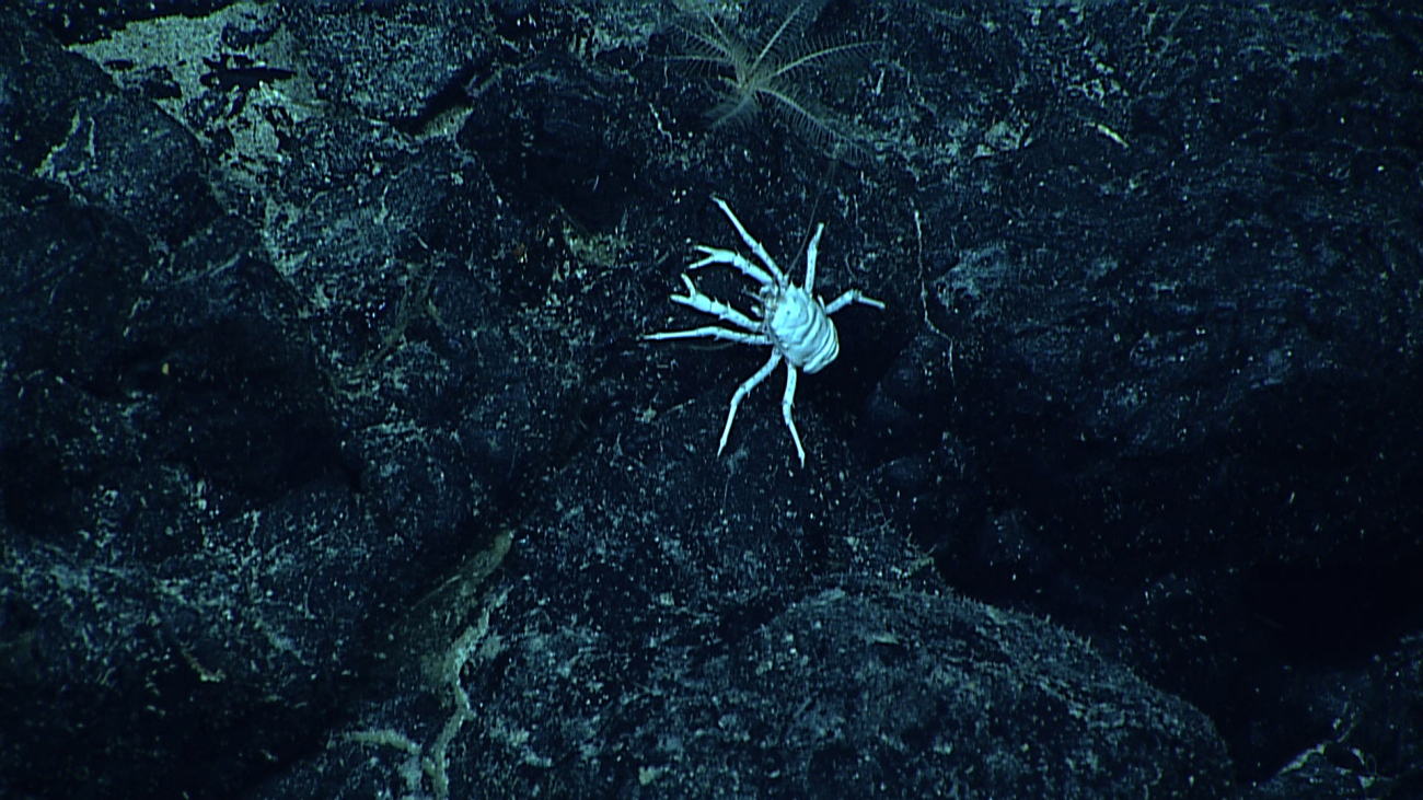A white squat lobster with orange eyes