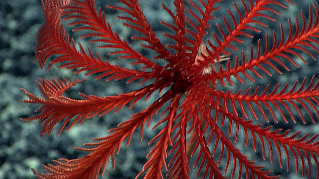 A fifteen armed red sea lily stalked crinoid Proisocrinus ruberrimus