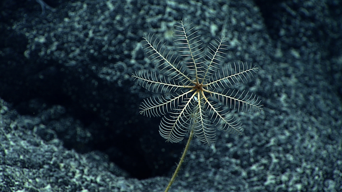 The white ten-armed stalked sea lily crinoid seen in image expn5108