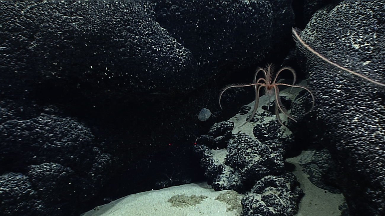 A swimming feather star crinoid gracefully undulating through the water