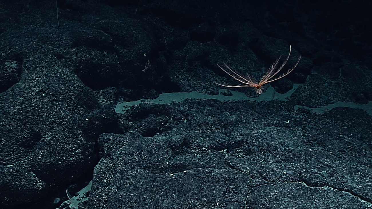 A swimming feather star crinoid in a posture reminiscent of a helicopter