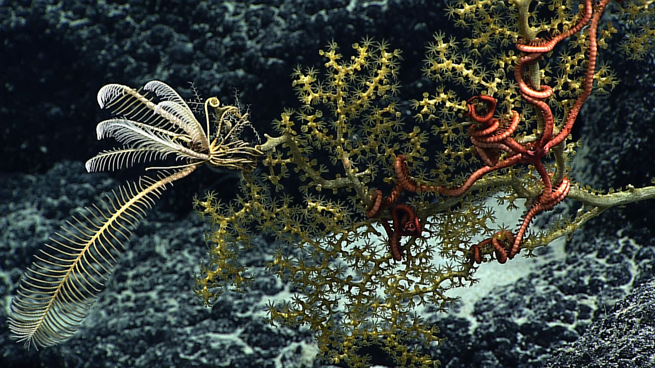 A yellow and white feather star crinoid on a yellow octocoralbush with a large pinkish orange brittle star