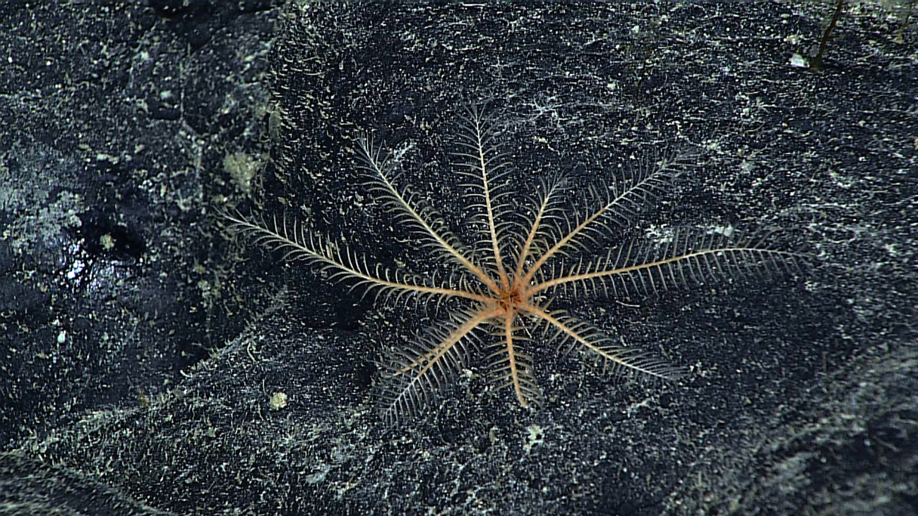 A light orange feather star crinoid on a rock surface