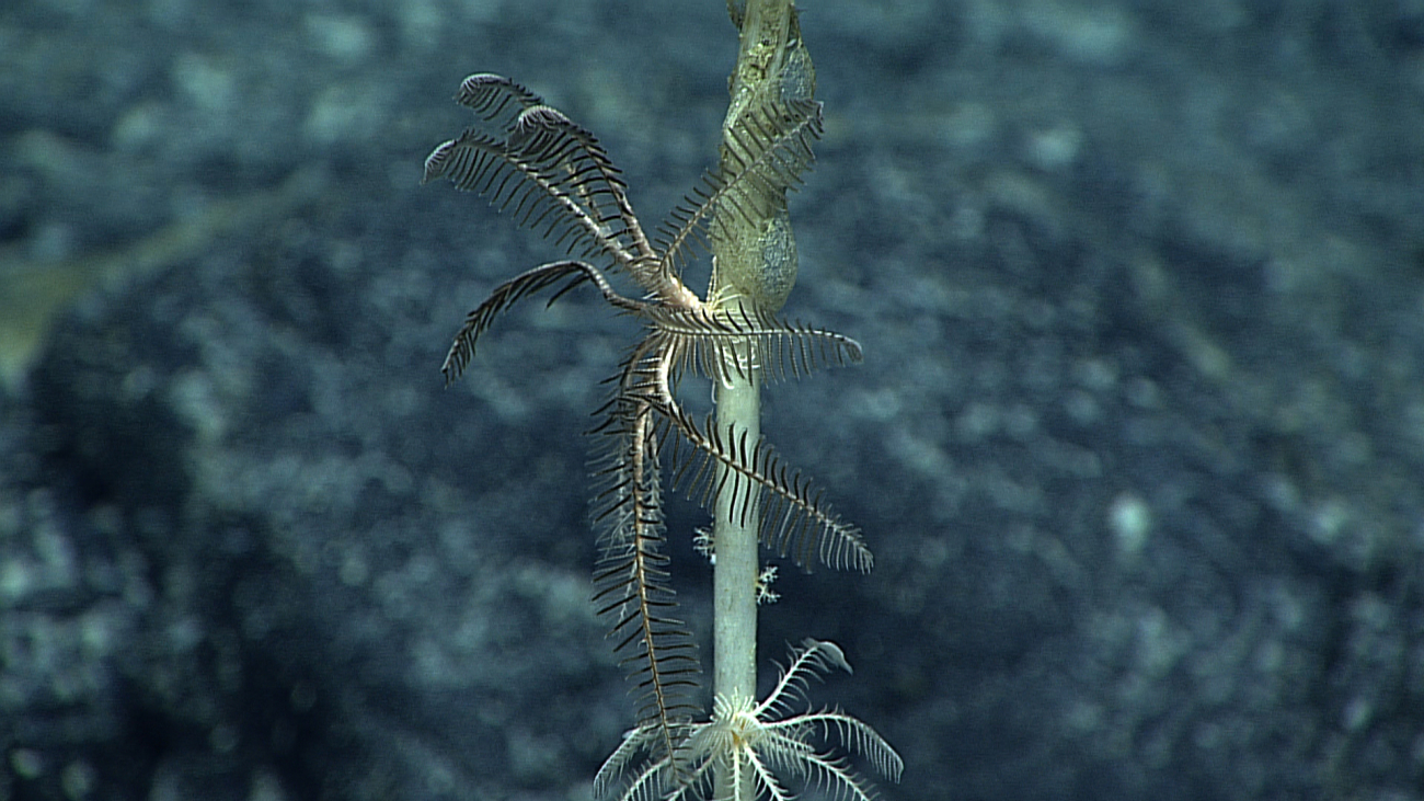 Black and white feather star crinids on a dead sponge stalk