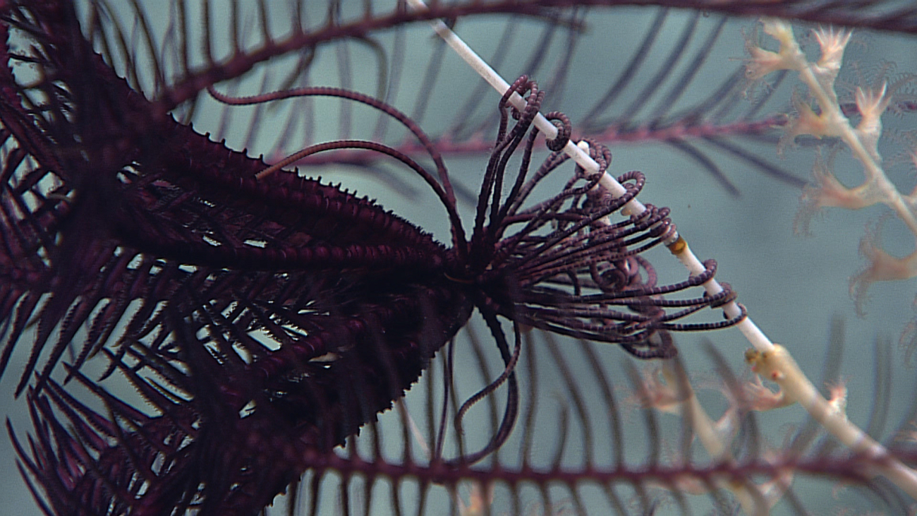A purple feather star crinoid attached to a bamboo coral