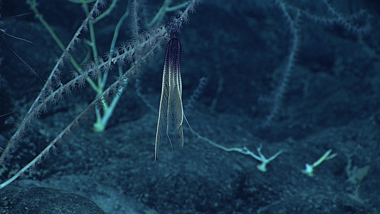 A lazy purple and white feather star crinoid?  a sick crinoid?  No current inthe area to bring food to the crinoid?  Why is this crinoid in this posture?