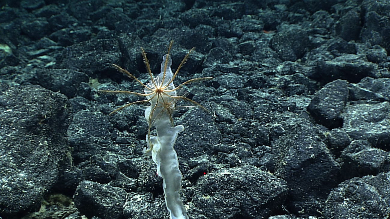 A cream colored feather star crinoid at the top of a sponge