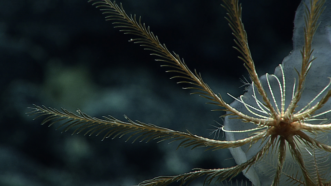 A closeup of the mouth area of the cream colored feather star seen in imageexpn5123