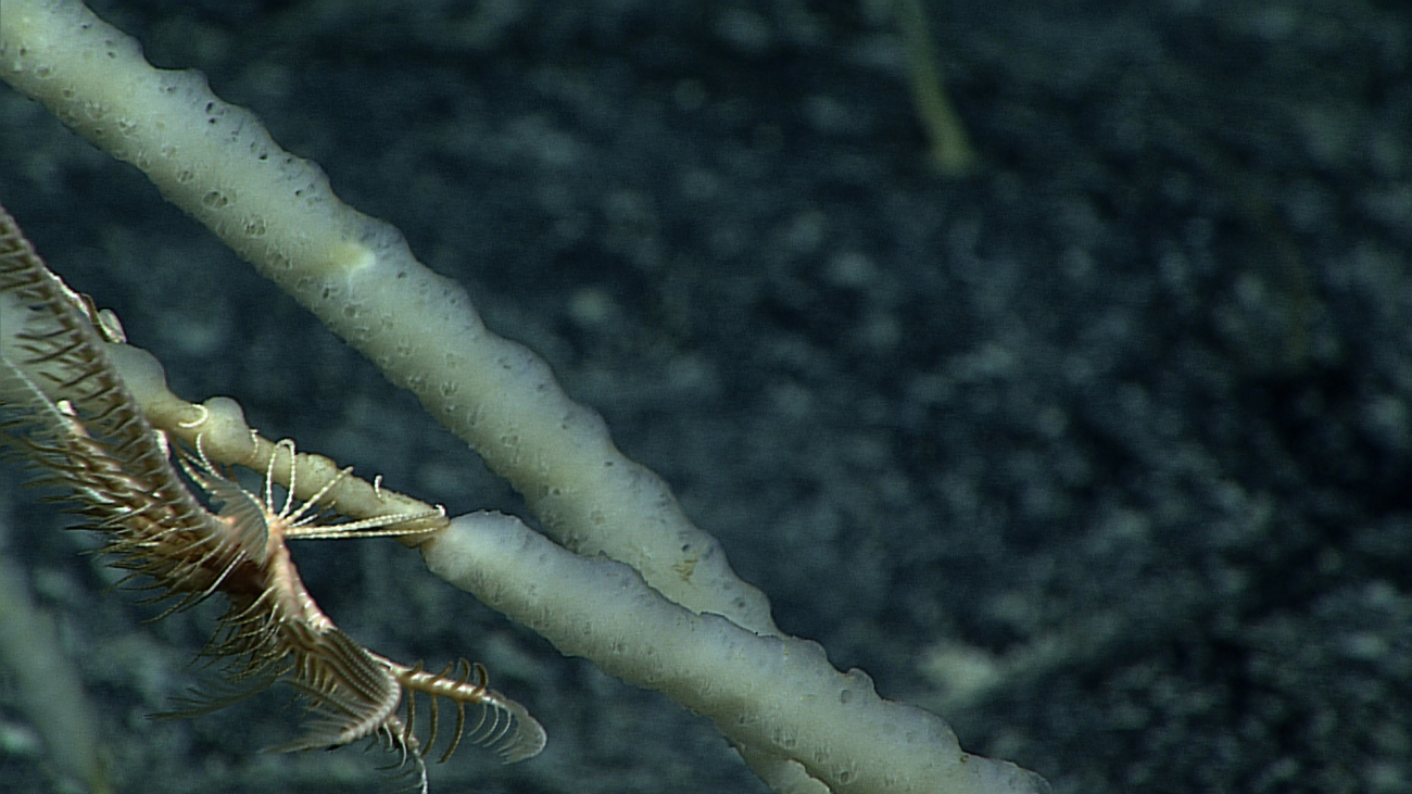 A small feather star crinoid on a small stalked sponge