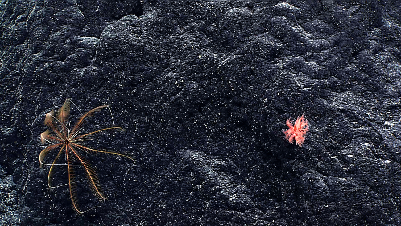 An orange brown feather star crinoid and an anthomastus coral on a rock surface