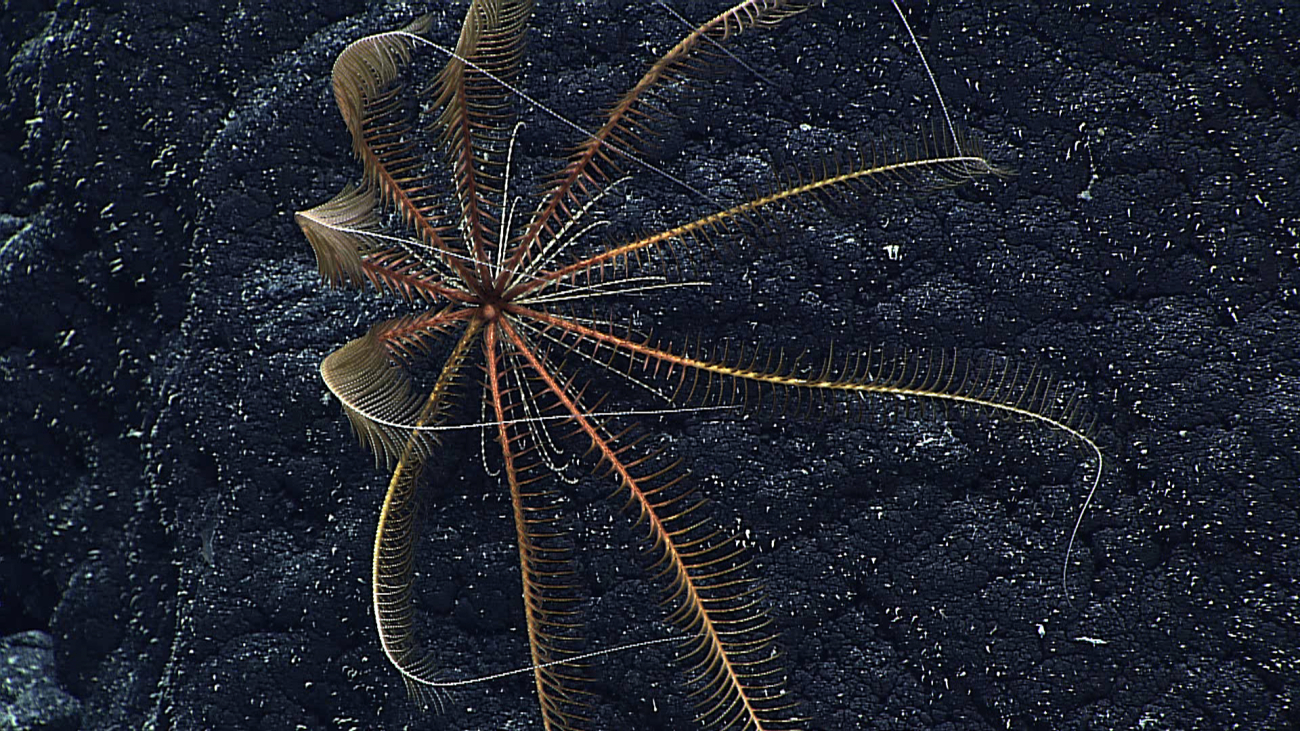 Closeup of the orange brown feather star crinoid seen in image expn5133