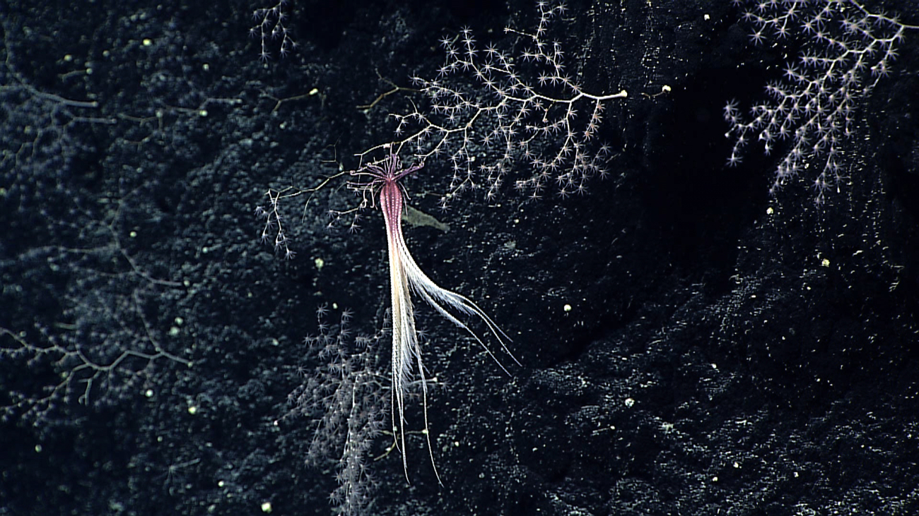 A purple white feather star crinoid hanging vertically on a chrysogorgid coralbush