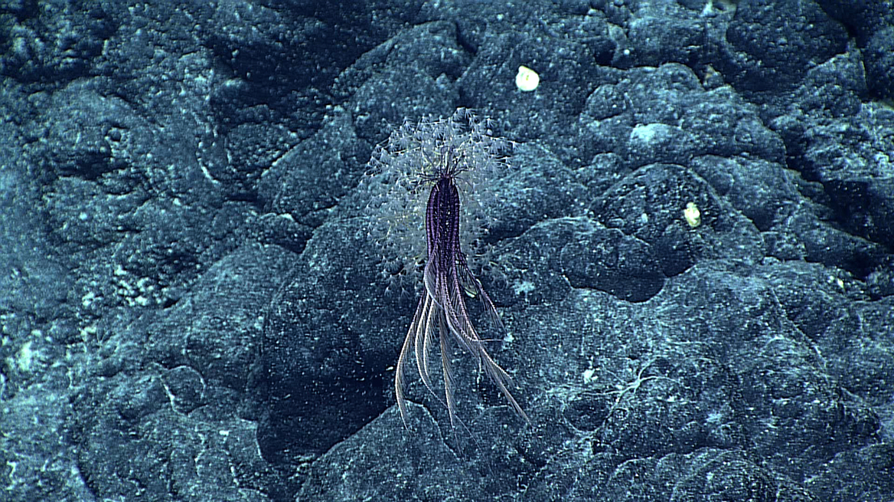 A purple and white feather star crinoid secure on a chrysogorgid coral