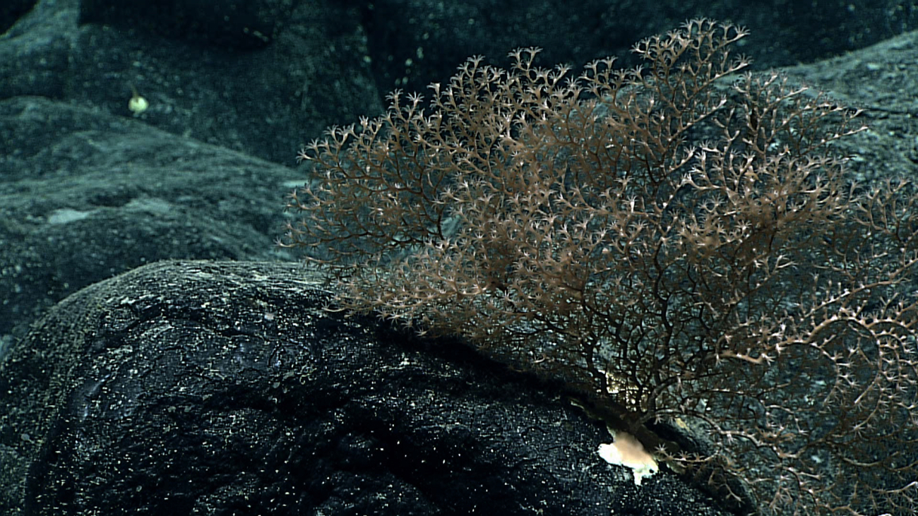 A chrysogorgia coral bush on a basalt rock surface