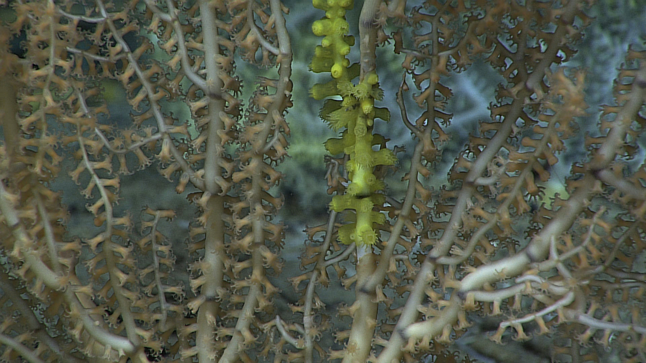 Yellowish green zoanthids colonizing a bamboo coral bush