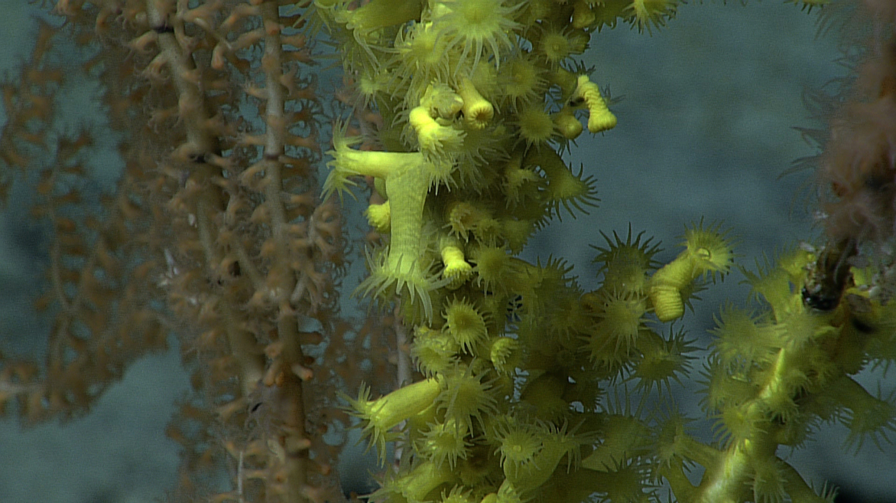 Yellowish green zoanthids colonizing a bamboo coral bush