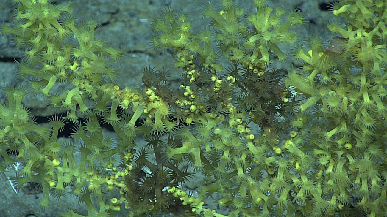 Yellow green zoanthids covering a dead coral bush