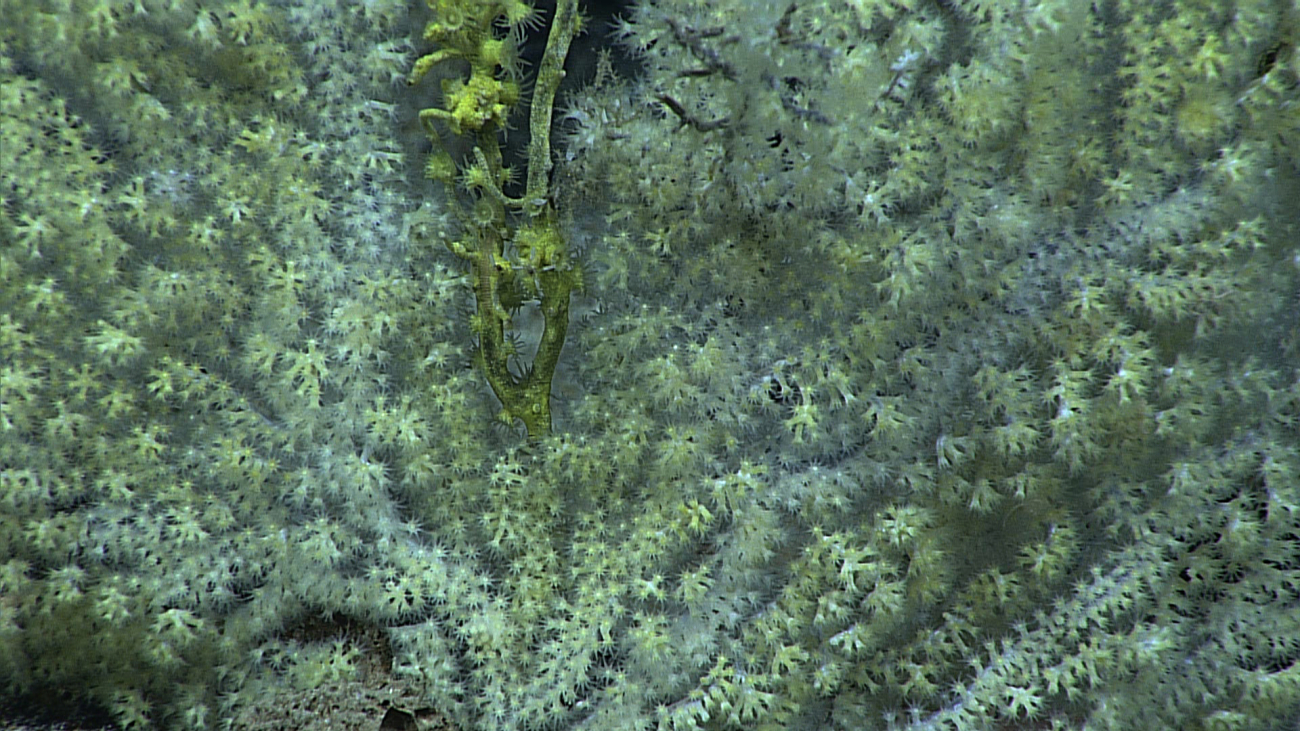 A small primnoid octocoral bush with greenish white polyps