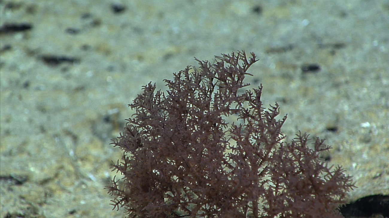 A small black coral bush with brownish red polyps