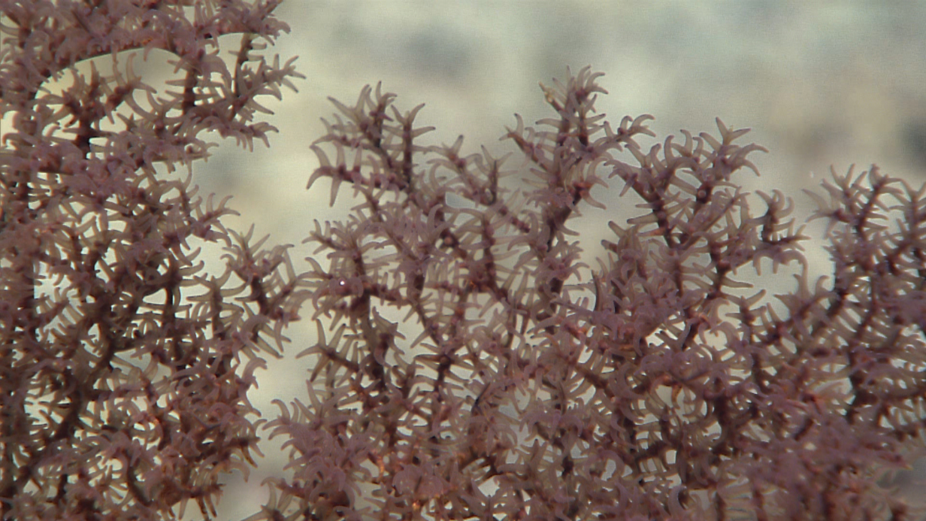 Closeup of polyps of black coral bush similar to that seen in image expn5168