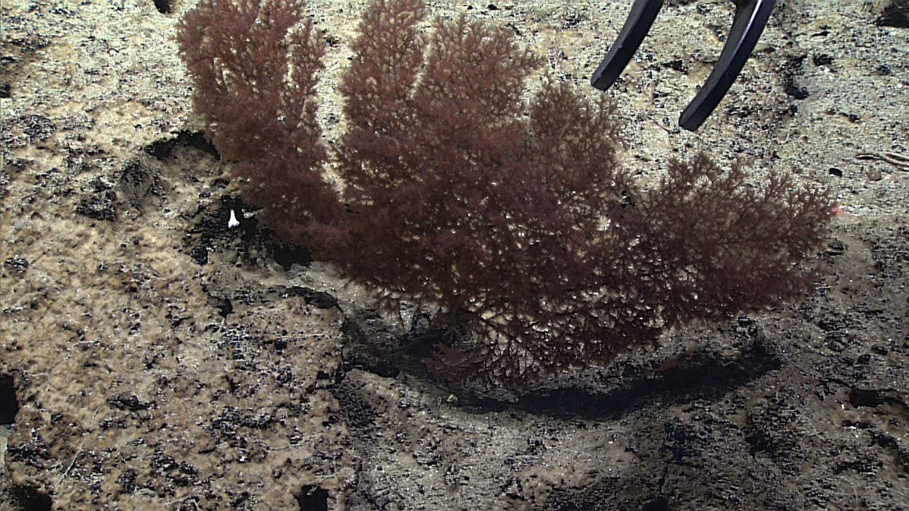 Black coral bush with reddish brown polyps