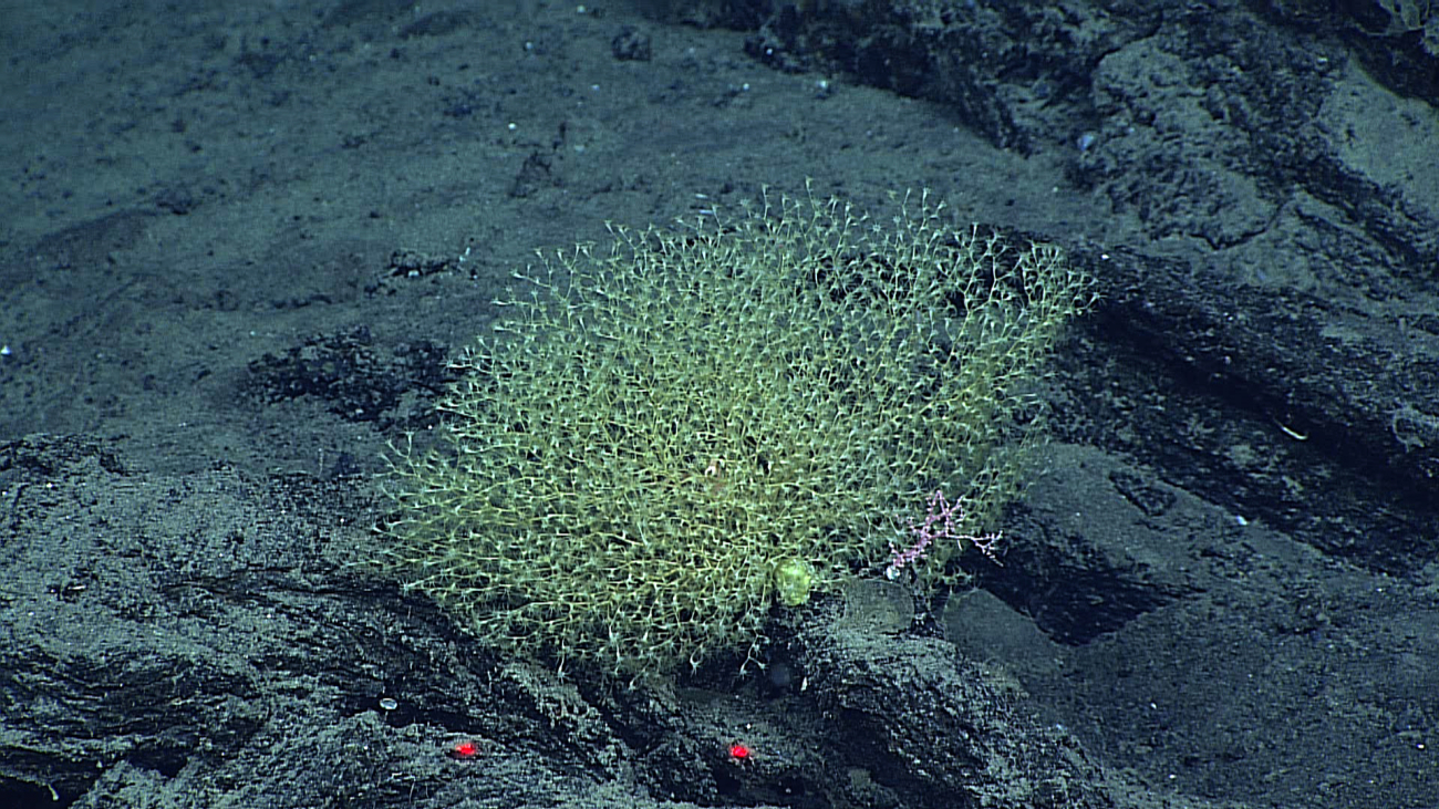 Small greenish grey chrysogorgid coral bush about 30 centimeters across