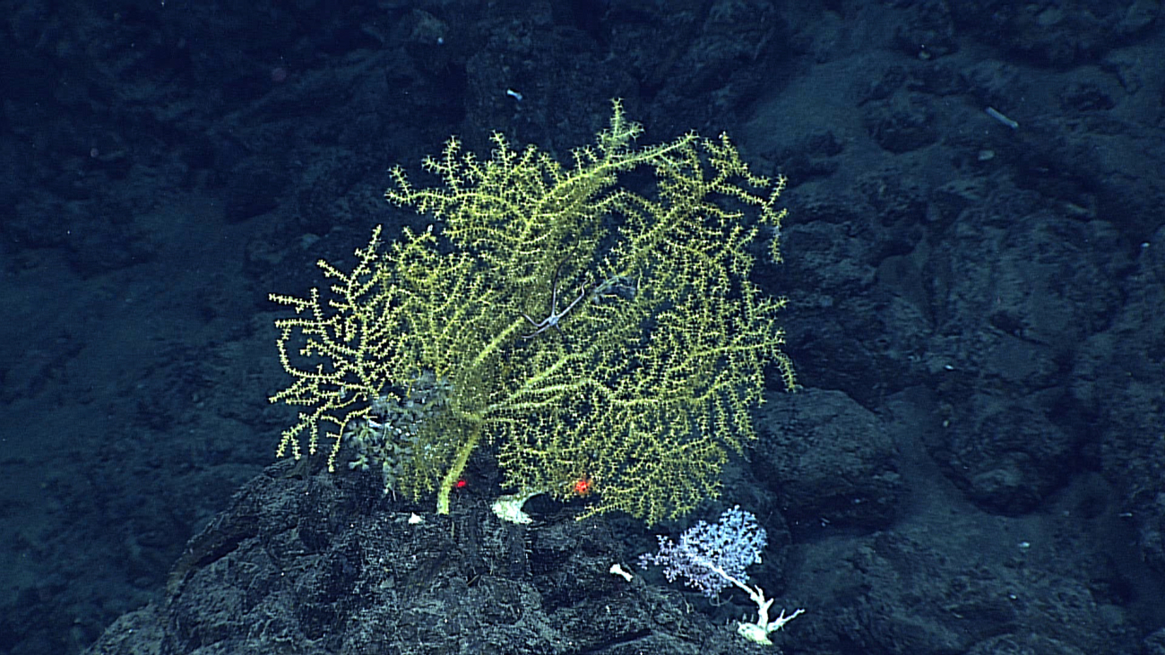 A yellow green octocoral bush with an associated black and white brittlestar