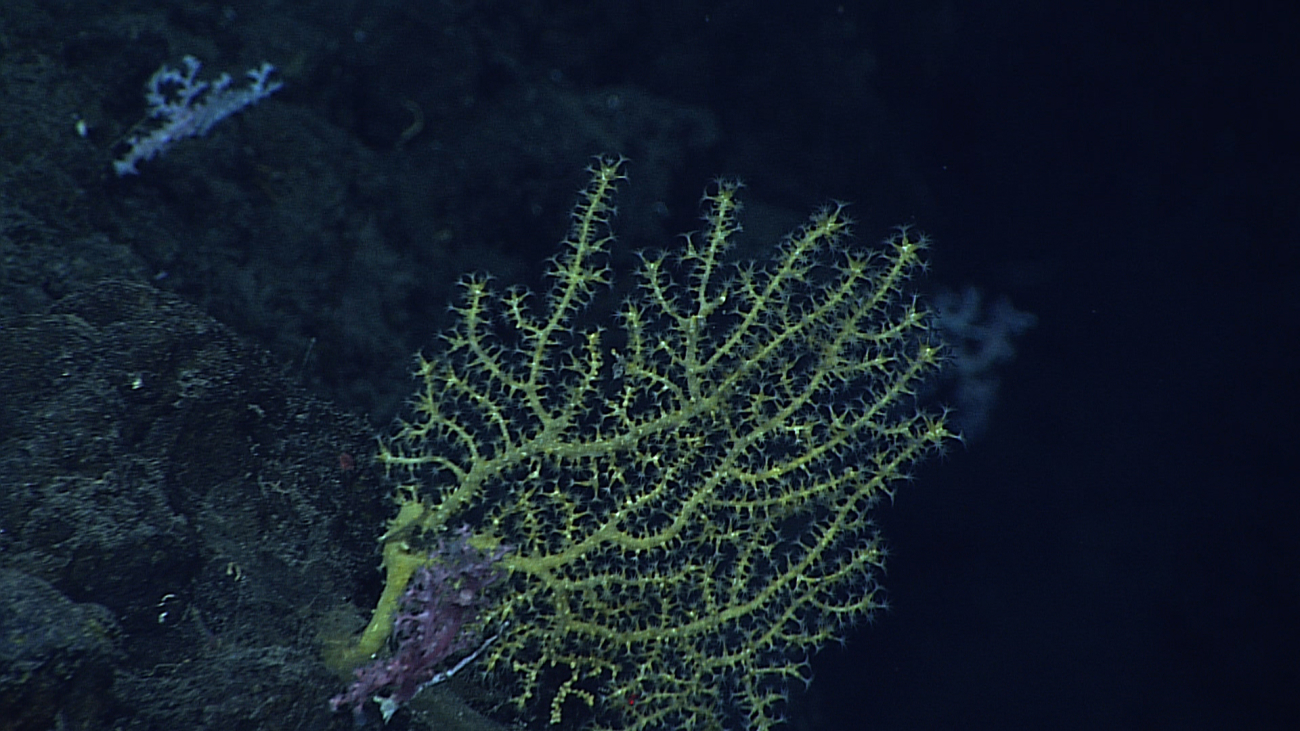 A yellow green octocoral with white polyps