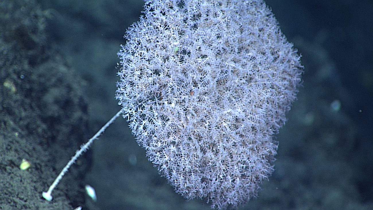 A stalked black coral bush with white polyps that seems to be mimicking aparasol coral bush