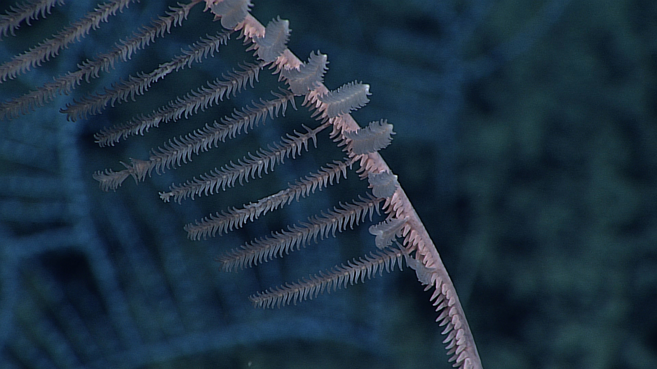 A pink black coral