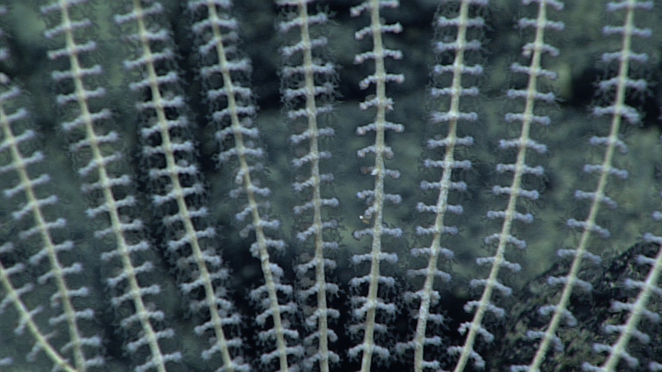 Closeup of polyps of primnoid coral seen in image expn5198