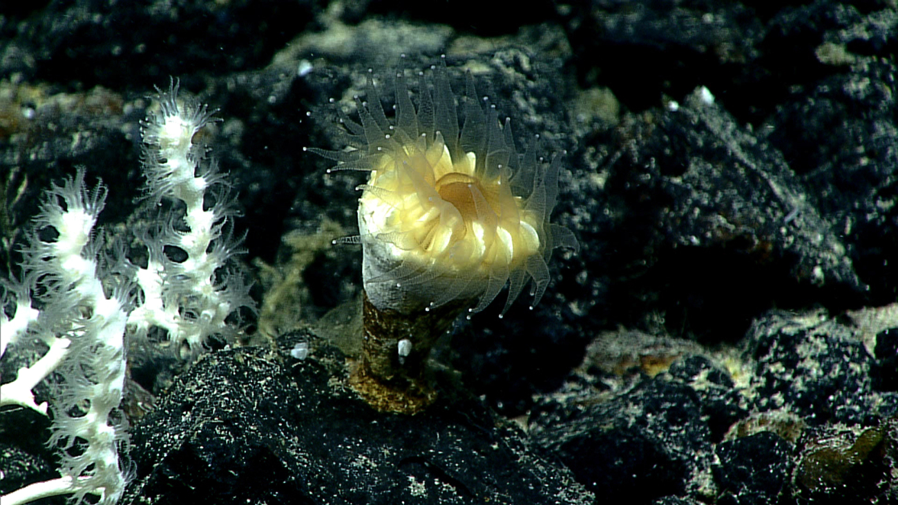 A solitary scleractinian cup coral