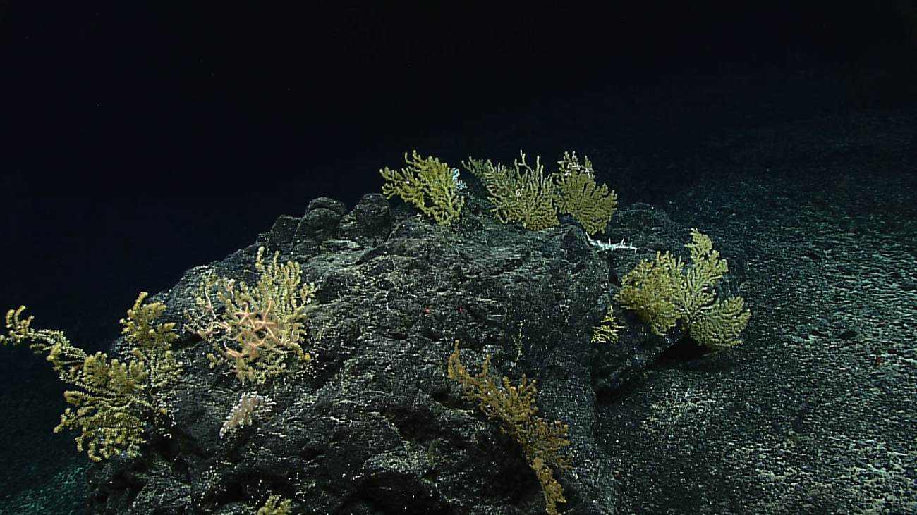 Gold Gerardia corals on a ridge top