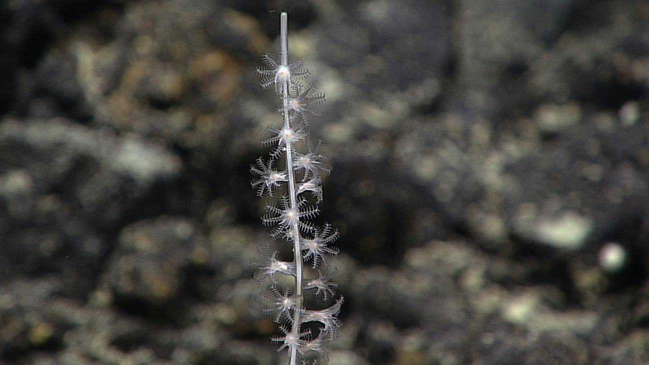 A bamboo octocoral
