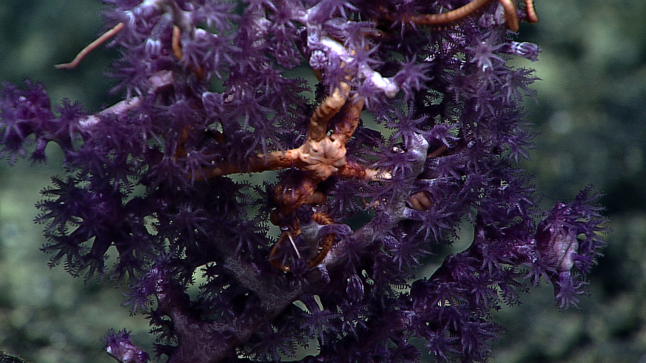 A purple octocoral with an associated large orange brown brittle star