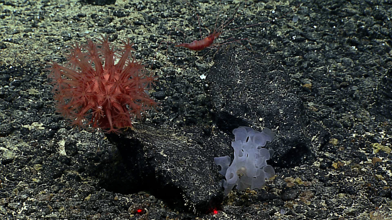 An anthomastus coral and a Farrea occa sponge
