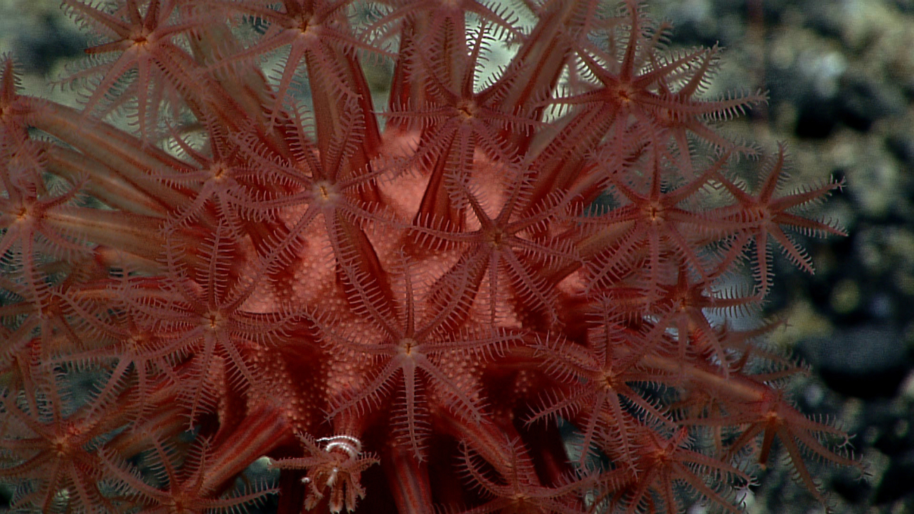 An anthomastus coral closeup and a small white brittle star wrappedaround a polyp