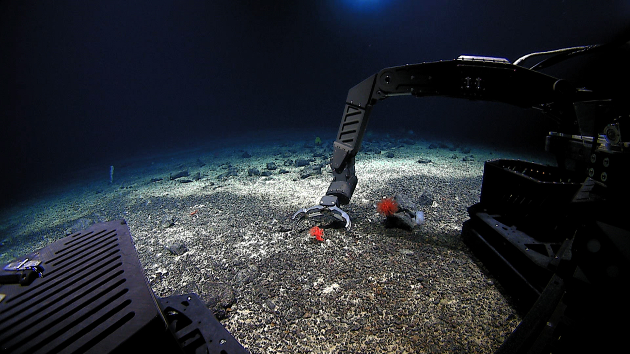 The manipulator arm of Deep Discoverer sampling a small anthomastus coral
