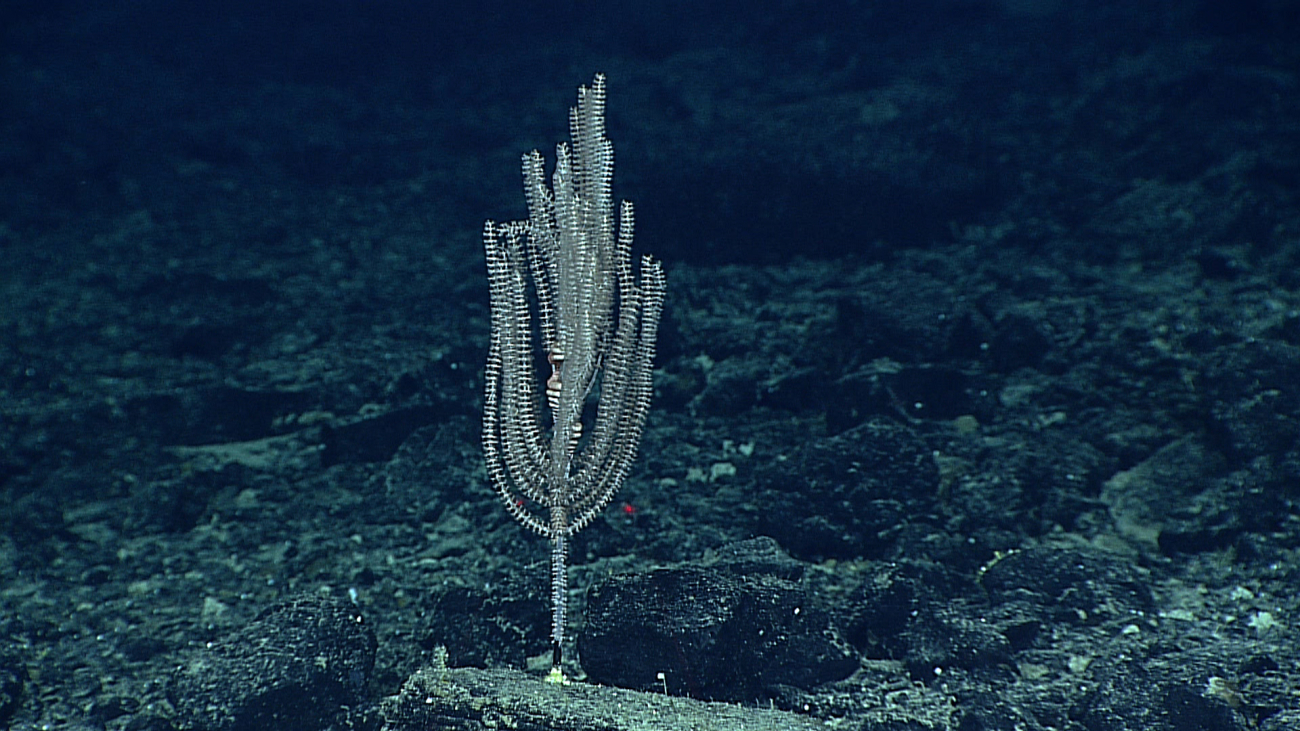 A candelabra shaped primnoid coral