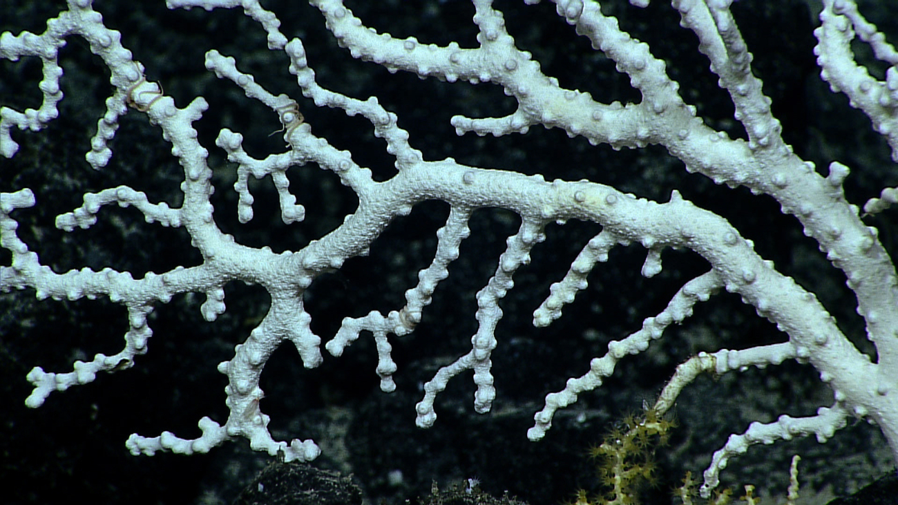 A corallium octocoral bush
