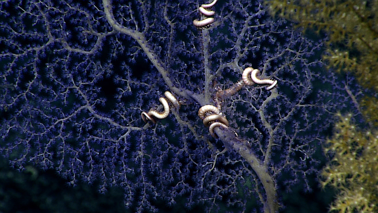 A purple paramuricean coral bush with a white brittle star