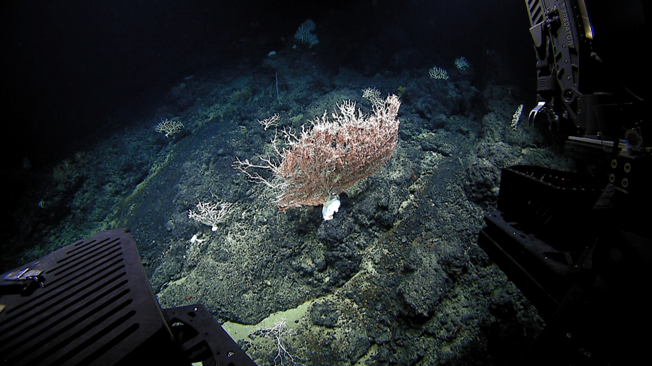 Bidding farewell to the large white corallium coral seen in images expn5218through expn5220