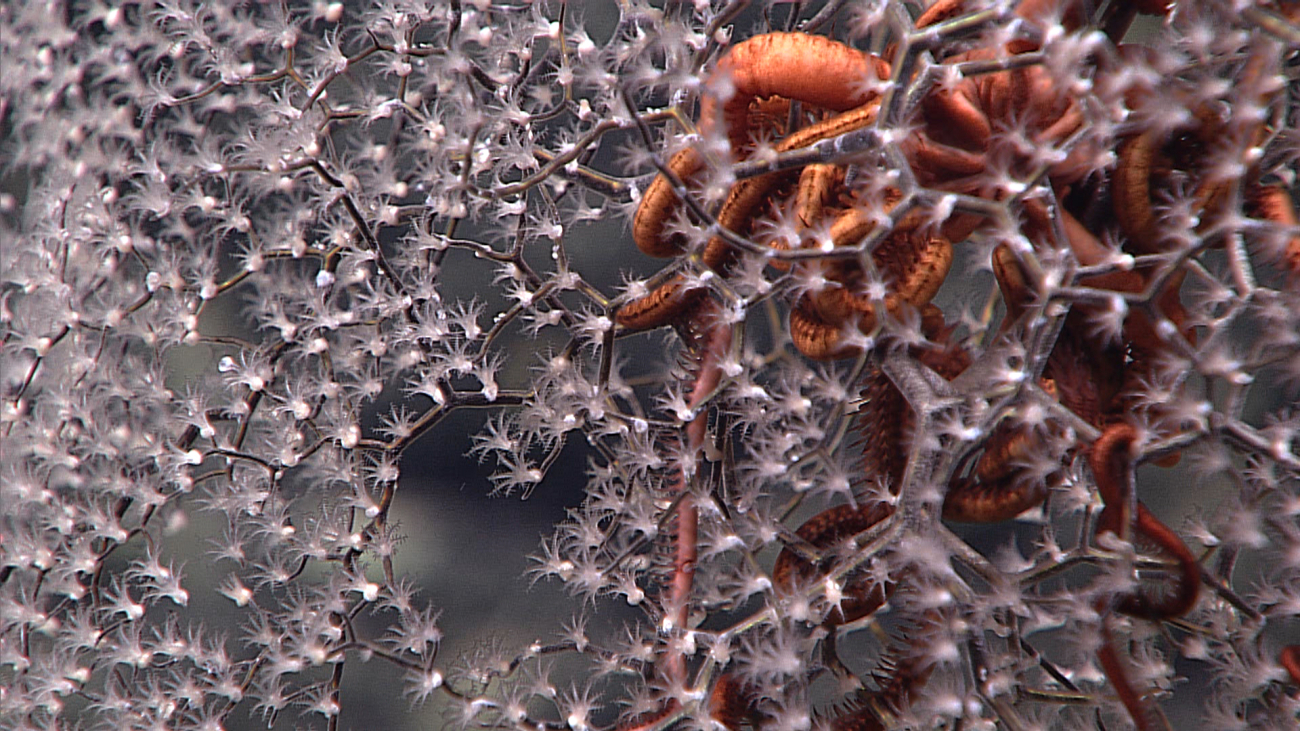 A brittle star in the parasol portion of a Metallogorgia melanotrichos coralbush