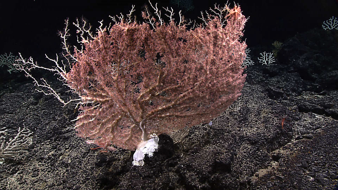 Large corallium coral with white branches and pink polyps