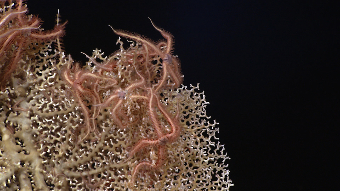 Numerous pinkish brittle stars on a Madrepora oculata (zigzag coral) bush