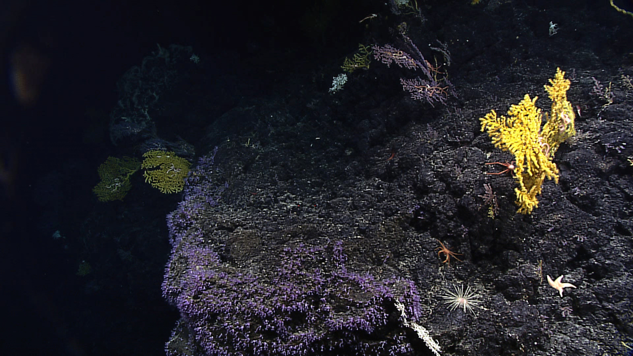 Purple stoloniferous corals and gold gerardia coral on a basalt ledge