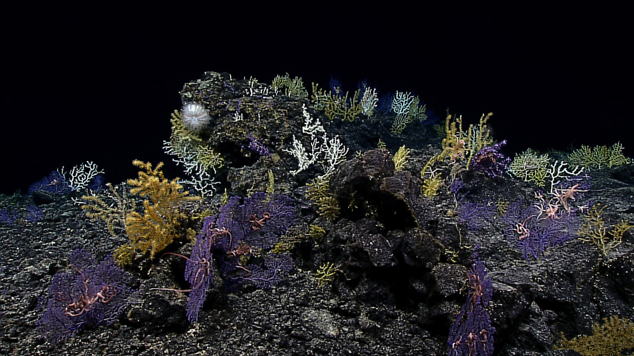 Gold, purple, green, and white corals on a bathymetric high point