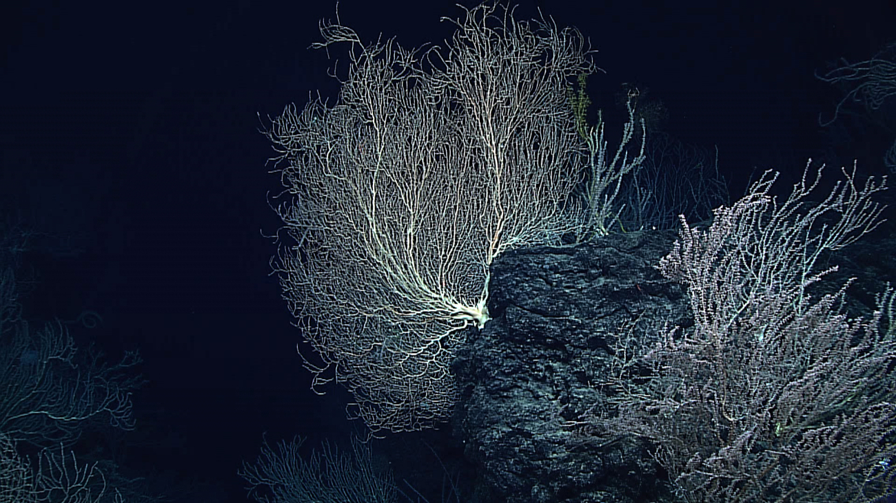 Large bamboo coral bush on the edge of a bathymetric high